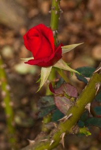 Rose with thorn